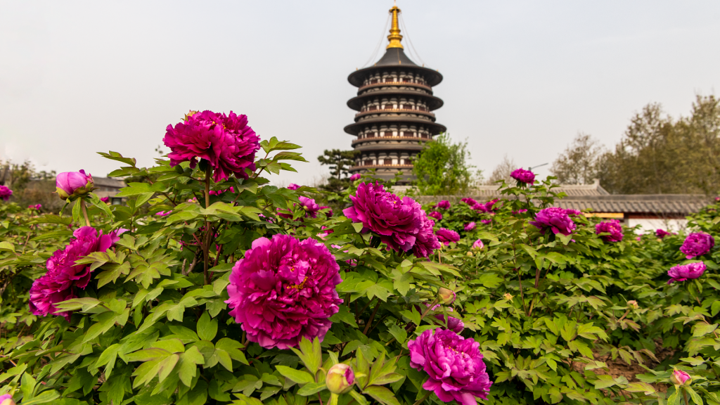 Peony Festival Opens In Luoyang Henan China Luoyang Joy