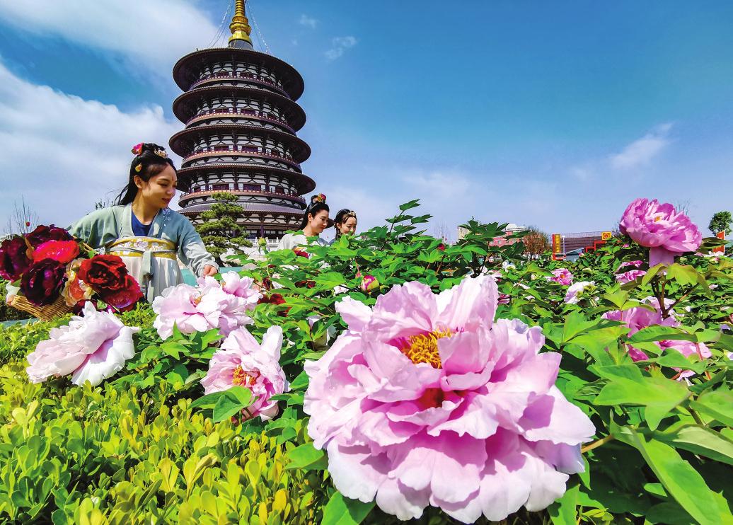 Peony festival opens in Luoyang, Henan, China