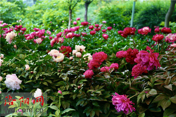 Wangcheng Park: Charming Beauty of Peonies and Herbaceous Peonies