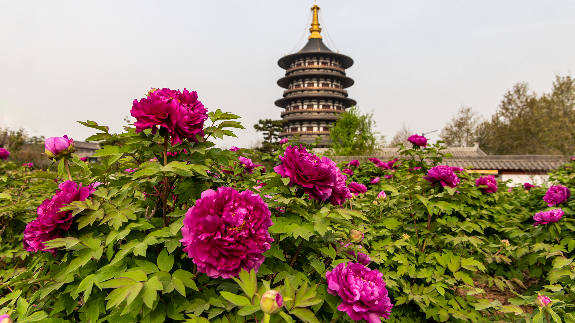 Luoyang Peony