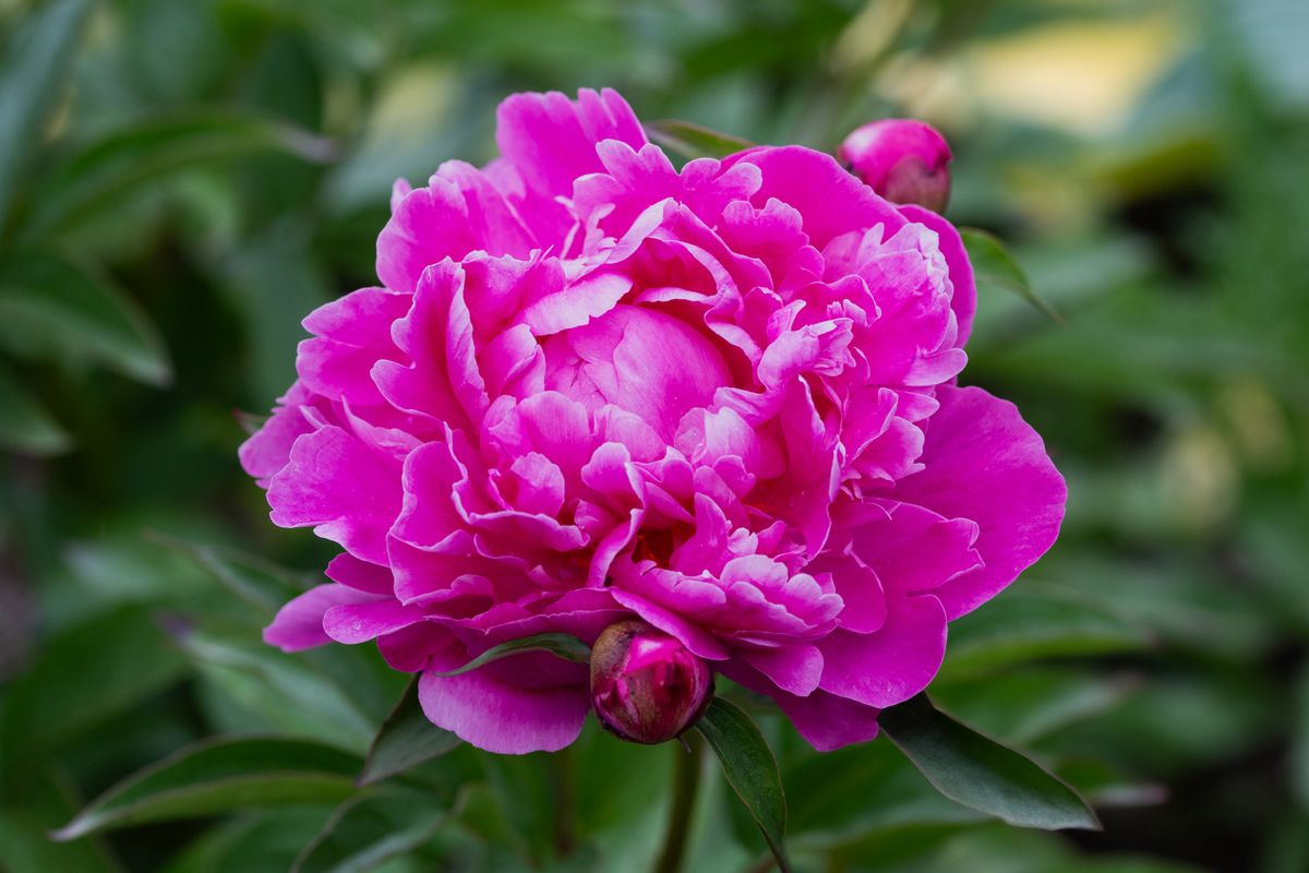 peony 33355763