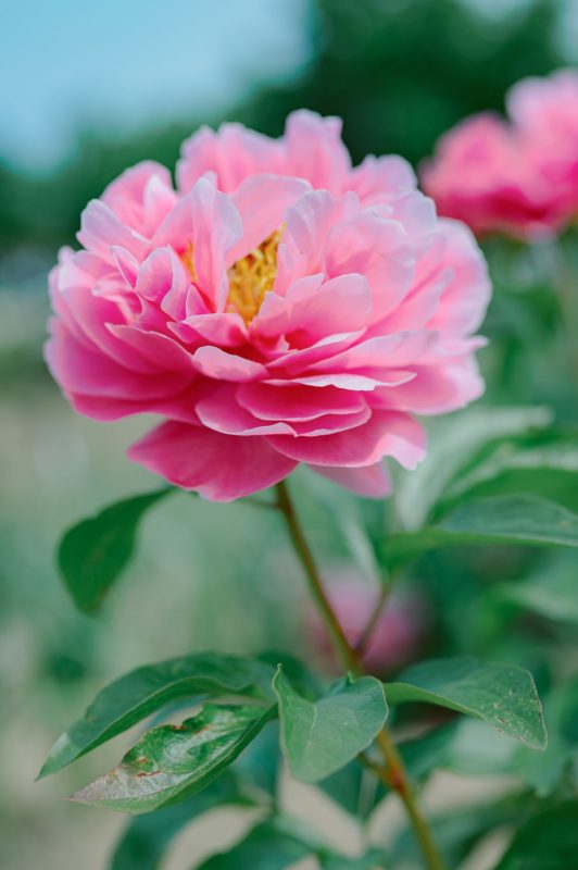 peony 37575970