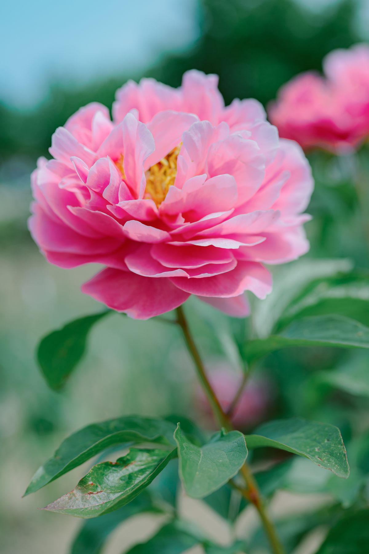 peony 37575970